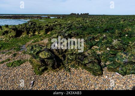 Caleta Valdes Landescape, Halbinsel Valdes chubut Provinz Patagonien Argentinien Stockfoto