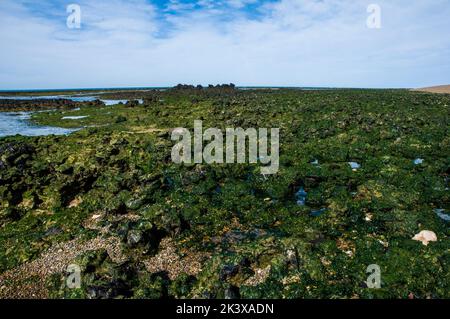 Caleta Valdes Landescape, Halbinsel Valdes chubut Provinz Patagonien Argentinien Stockfoto