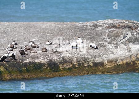 Eine Herde gewöhnlicher Eiderenten auf einem Felsen an der dänischen Küste Stockfoto