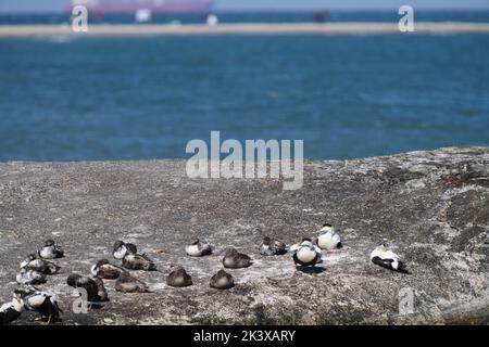 Eine Herde gewöhnlicher Eiderenten auf einem Felsen an der dänischen Küste Stockfoto