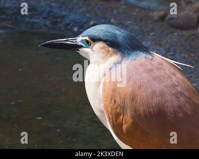 Fesselnder reizvoller Nankeen Nachtreiher in außergewöhnlicher Schönheit. Stockfoto
