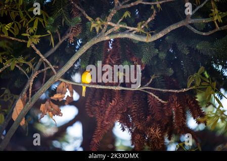 Sicalis flaveola, Safranfinch, gelber Vogel auf Kiefernzweig in Minas Gerais, Brasilien. Stockfoto