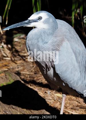 Flitzender, eleganter Reiher mit weißem Gesicht in einem klassischen, stilvollen Porträt. Stockfoto