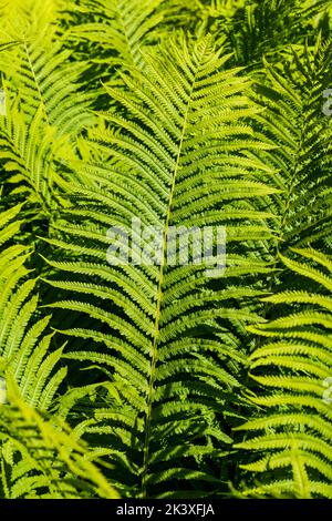 Straußenfarne; Hanging Garden; Liard River Hot Springs; Liard River Provincial Park; British Columbia; Kanada Stockfoto