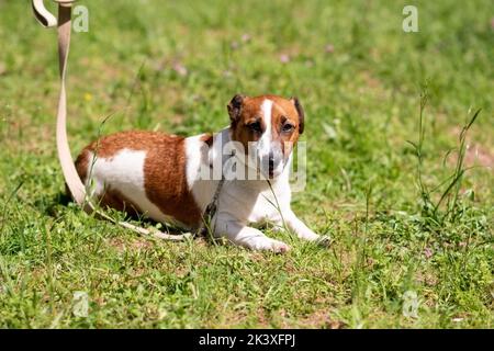 Jack Russell Terrier, auf dem Rasen im Park. Hochwertige Fotos Stockfoto