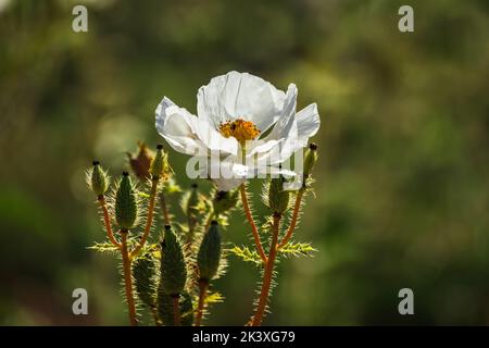 Argemone pleiacantha stachelige Mohnblume in der Nähe der Bloody Basin Road und des Agua Fria National Monument, Tonto National Forest, Arizona. Stockfoto