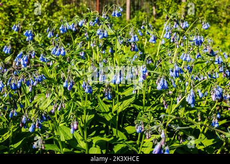 Blühende wilde Bluebells; Liard River Hot Springs Provincial Park Campground; British Columbia; Kanada Stockfoto