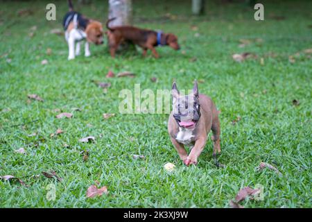 Drei Hunde von kleiner und unterschiedlicher Rasse spielen auf dem Feld. Speicherplatz kopieren. Stockfoto