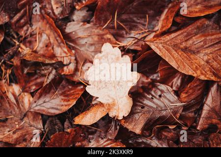 Ein Haufen Herbstblätter auf dem Boden Stockfoto