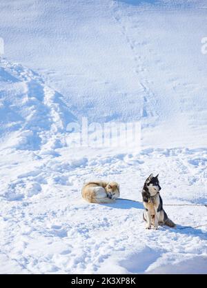 Schlittenhunde in der Stadt Ilulissat - Grönland. Schlittenhund - 7000 Schlittenhunde in der Stadt Ilulissat, in der Stadt mit einer Bevölkerung von 4500 Menschen, Grönland Stockfoto