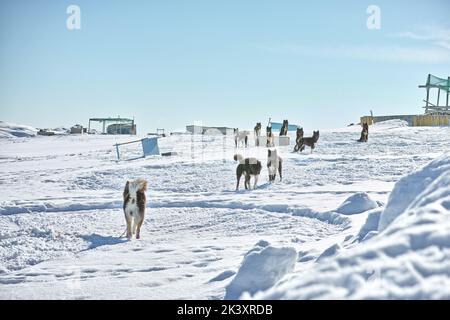 Schlittenhunde in der Stadt Ilulissat - Grönland. Schlittenhund - 7000 Schlittenhunde in der Stadt Ilulissat, in der Stadt mit einer Bevölkerung von 4500 Menschen, Grönland Stockfoto