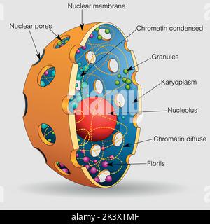Die Grafik zeigt die Elemente des Kerns einer menschlichen Zelle mit ihren Namen auf einem grauen Hintergrund. Vektorbild Stock Vektor