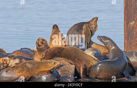 California Sea Lions Basking on Pier in Morro Bay, Kalifornien Stockfoto