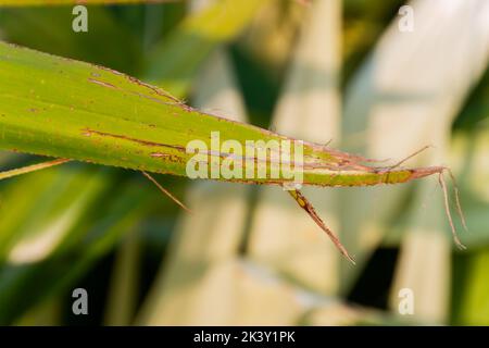 Pandanus Odorifer Pflanze in einem Garten in Rio de Janeiro Brasilien. Stockfoto