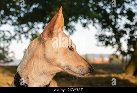 warren Hundekopf mit kaltbehaart im Sommer im Wald aus nächster Nähe zu sehen Stockfoto