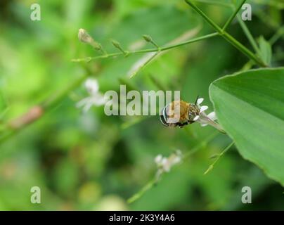 Zimmermann Biene fliegend auf der Suche nach Nektar in Andrographis paniculata Blüte auf Baumpflanze mit grünem Blatt. Blütenblätter und weiße Staubgefäße blühender Blumen, Stockfoto