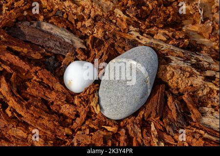 Ein grauer Stein hat einen Einschluss in ihn, der weiß ist und um den Stein geht, er ist neben einem weißen Stein auf etwas verfaultem Holz. Stockfoto