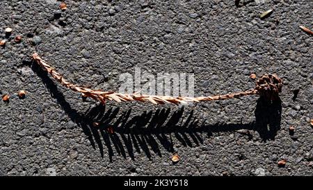 Ein starker Schatten liegt unter einem getrockneten Blatt Stockfoto