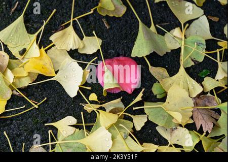 Ein rotes Kamelienblütenblatt liegt auf dem Boden, umgeben von gelblich-grünen Gingko-Blättern, was einen schönen Kontrast bildet Stockfoto