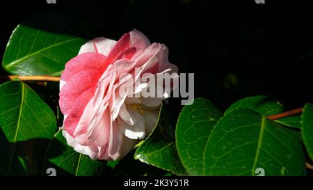 Die leuchtend grünen, glänzenden, wachsartigen Blätter setzen sich auf Stockfoto