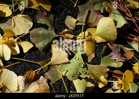 Herbstblätter, die fächerförmigen Blätter des Ginko-Baumes auf dem Boden, sie haben Wassertröpfchen auf ihnen. Stockfoto