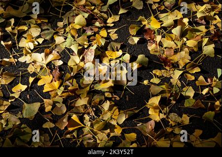 Die Blätter streuen von einem Ginkgo-Baum, die Blätter sind über den Boden verstreut. Stockfoto