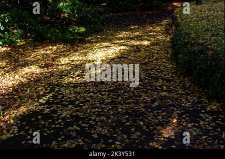 Die Blätter von Gingko sind im Herbst gefallen. Die goldgelben Blätter haben den Weg mit Teppich bedeckt und müssen nun weggefegt werden Stockfoto