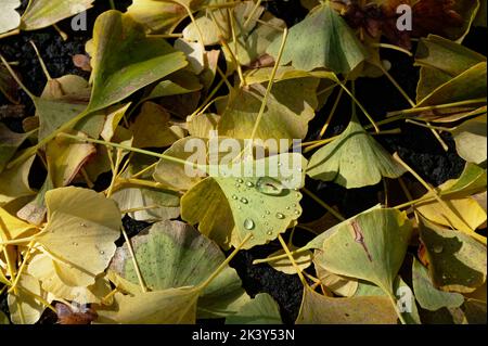 Ginko-Blätter sind von einem Baum gefallen und liegen in einem Haufen Stockfoto