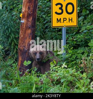 Grizzly Bear (Ursus arctos horribilis) sitzt unter einem Tempolimit-Schild in der Nähe von Fish Creek, Hyder, Alaska, Vereinigte Staaten von Amerika (USA). Fokus auf Augen. Stockfoto