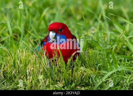 Der purpurrote Rosella-Papagei sitzt im Gras. Dieser Papagei ist im östlichen und südöstlichen Australien beheimatet. Wissenschaftlicher Name Platycercus elegans Stockfoto