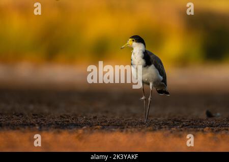 Masked Lapwing (Plover) - Vanellus Meilen mit einem atemberaubenden Hintergrund Stockfoto