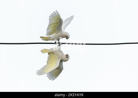 Zwei Corella-Papageien, die eine Powerline spielen - Cacatua sanguinea Stockfoto