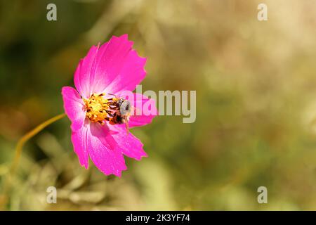 Biene und Blume. Eine Biene sammelt an einem sonnigen, hellen Tag Nektar aus einer großen rosa Nektarblüte. Platz für eine Inschrift. Copyspace Stockfoto