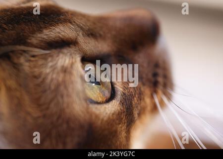 Brauner Katzenkopf mit grünen Augen, Makro-Seitenansicht Stockfoto