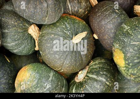 Haufen grüner Kabocha Delica-Squashes Stockfoto