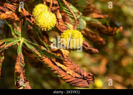 Nahaufnahme einer stacheligen Pferdekastanie, die gerade dabei ist, sich zu öffnen und die Mutter zu enthüllen. Herbstszene mit goldenen, orangefarbenen, knusprigen Blättern. Unscharfer Hintergrund Stockfoto
