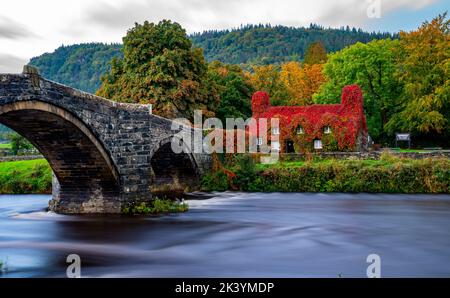 Das kriechende Laub in Virginia auf dem TU Hwnt i'r Bont (Beyond the Bridge) Llanwrst, Conwy North Wales, hat Anfang Herbst seine Farbe von grün auf rot geändert. Das Gebäude wurde 1480 als Wohnhaus erbaut, ist aber seit über 50 Jahren eine Teestube. Bilddatum: Donnerstag, 29. September 2022. Stockfoto