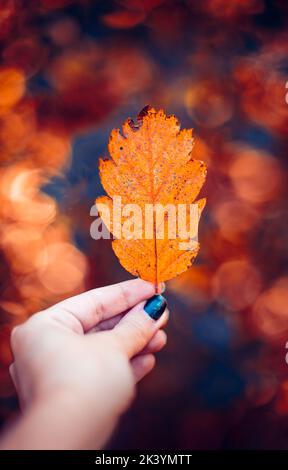 Hand hält ein buntes Herbstblatt Stockfoto