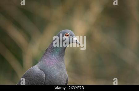 Racing Pigeon (Columba livia domestica) Erwachsener Stockfoto