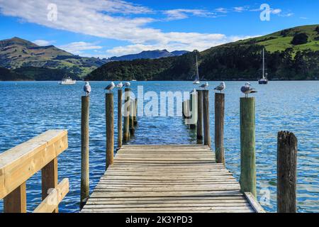 Ein mehrstufiger Pier, der so konzipiert ist, dass Boote bei Ebbe und Flut leicht anlegen können, in Akaroa, Neuseeland. Möwen brüllen auf den Pilings Stockfoto