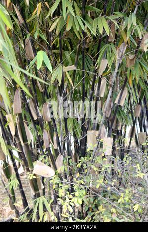 Cluster von schwarzem Bambus (Phyllostachys nigra) in einem Park : (pix SShukla) Stockfoto