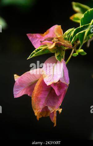 Eine Nahaufnahme der blühenden rosa Bougenville Blume isoliert in verschwommenem Hintergrund Stockfoto