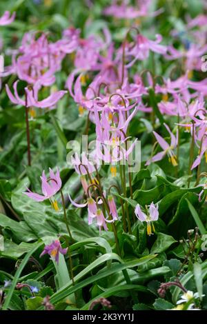 Erythronium revolutum, Mahagoni-Rehlilie, Küsten-Rehlilie, rosa Rehlilie Stockfoto