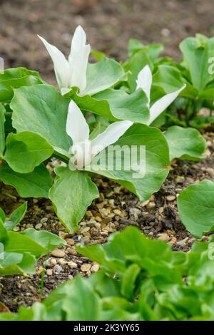 Trillium chloropetalum weiß blühend, Trillium chloropetalum 'Album', Trillium chloropetalum var. albiflorum. White trillium Stockfoto