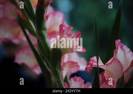 Blume, Nahaufnahme Stockfoto