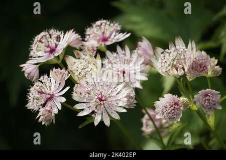 Astratia Major „Sparkling Stars Pink“ Stockfoto