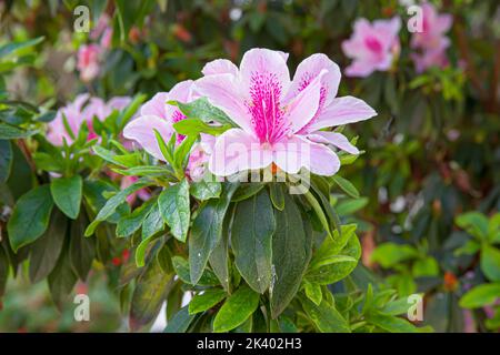 Azalea blühende Pflanze blüht im sonnigen Garten Stockfoto