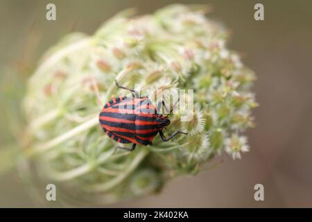 Minstrel oder gestreifter Käfer auf den Samen einer Pflanze Stockfoto