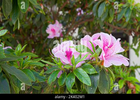 Azalea blühende Pflanze blüht im sonnigen Garten Stockfoto