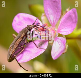 Samenwanze Rhyparochromidae, die Pollen von Storchschnabel fressen, Erodium Cicutarium, Blume Stockfoto